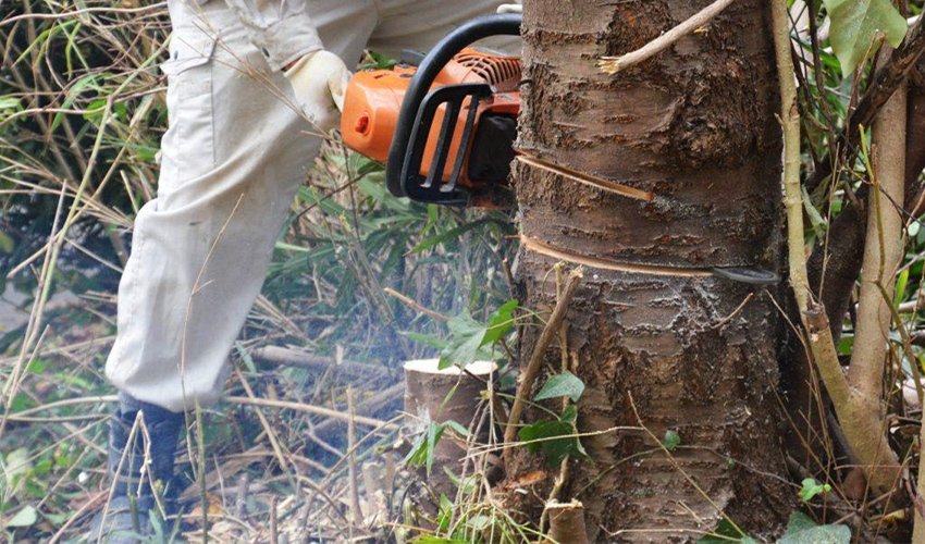 きっかけは母の実家の林業から